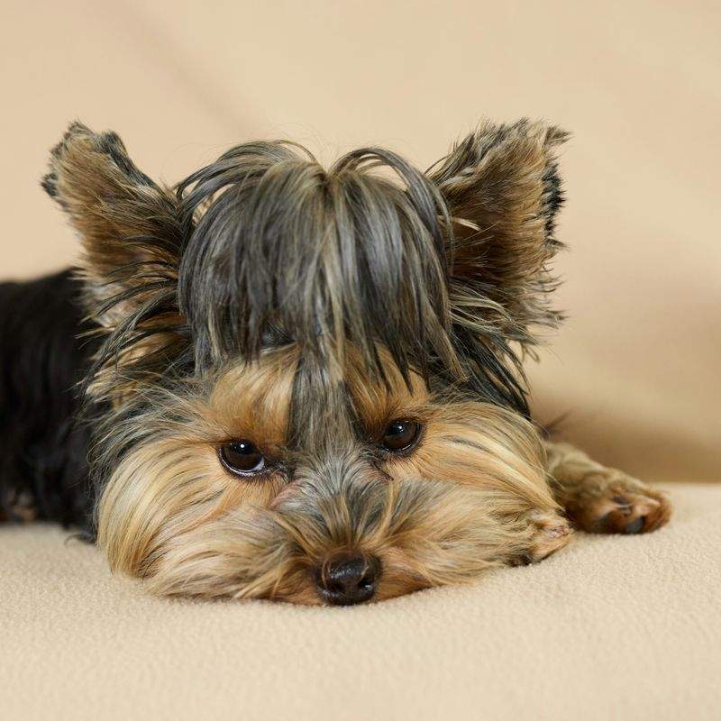 小動物のおもちゃ選び