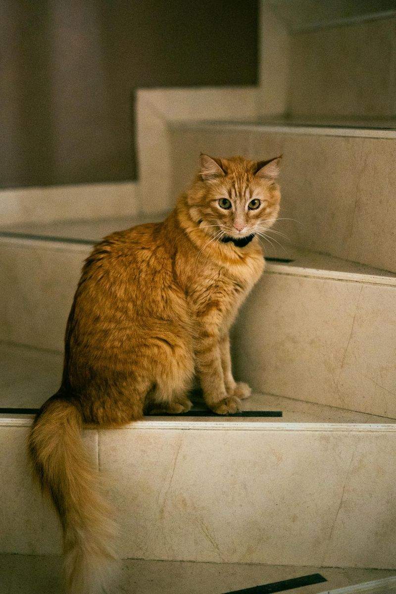 ペット遊びの友 - Image 13