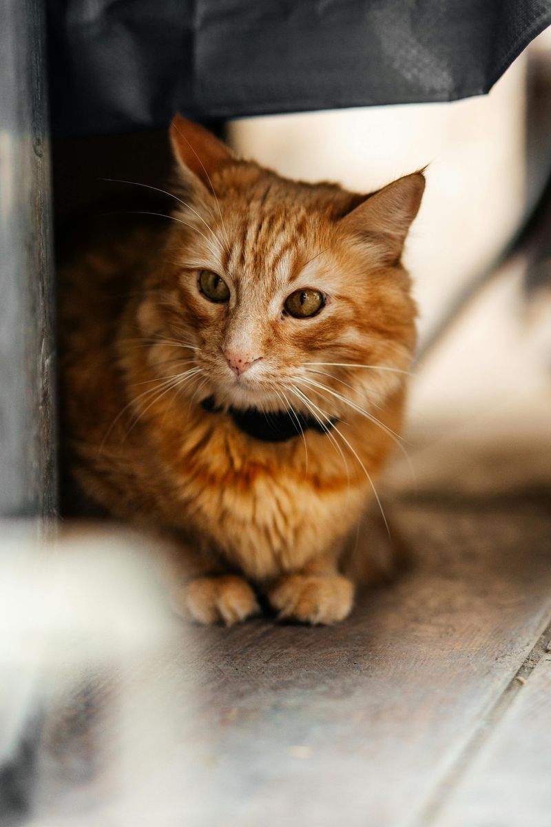 ペット遊びの友 - Image 9